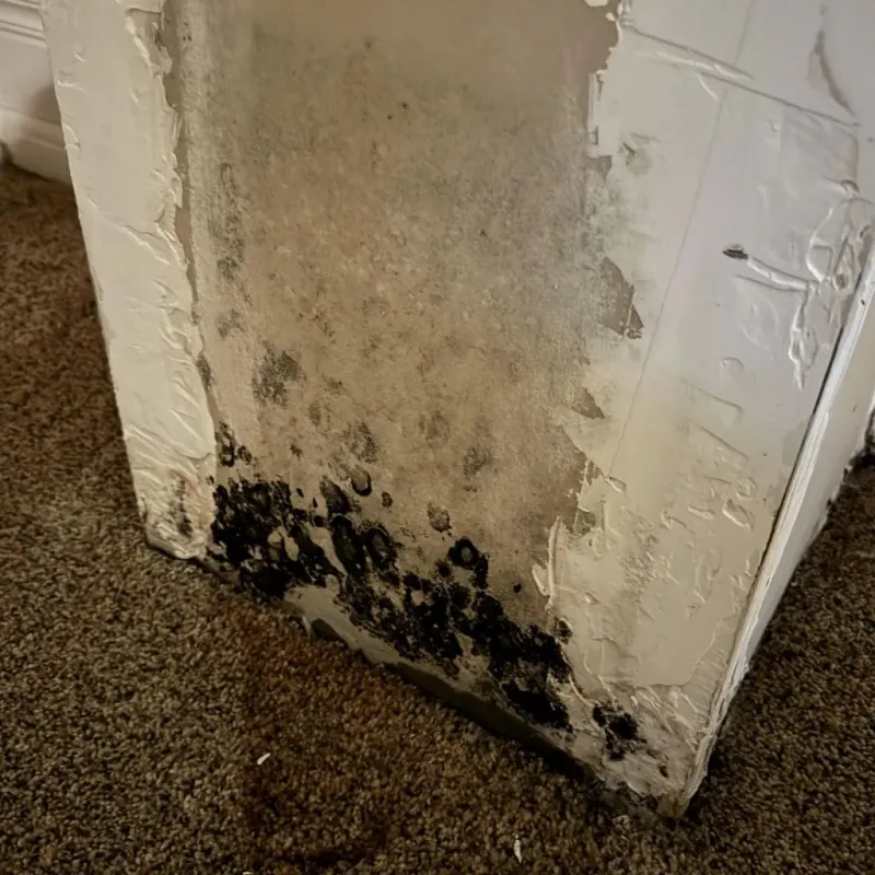 Professional Mold Removal in Mequon, WI